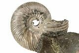 Iridescent, Pyritized Ammonite (Quenstedticeras) Fossil Display #353757-1